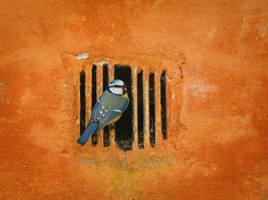 Gütekräftige Alternativen zur Untersuchungshaft: Freiheitsentzug vor dem Urteil – oft unnötig, immer belastend